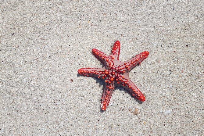 Full day Dolphin tour, Nungwi and Kendwa Beach Tour with Lunch - A full Zanzibar day that mixes sea and village life