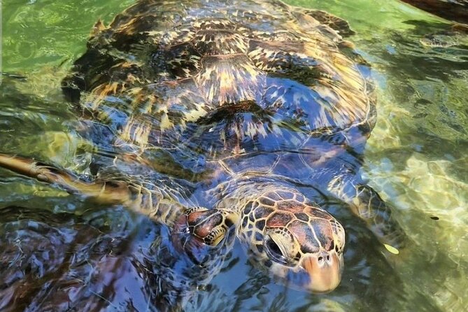 Full day Dolphin tour, Nungwi and Kendwa Beach Tour with Lunch - Baraka Natural Aquarium and its protected sea turtles