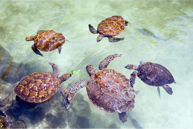 Full day Dolphin tour, Nungwi and Kendwa Beach Tour with Lunch - Nungwi fish market and traditional dhow building