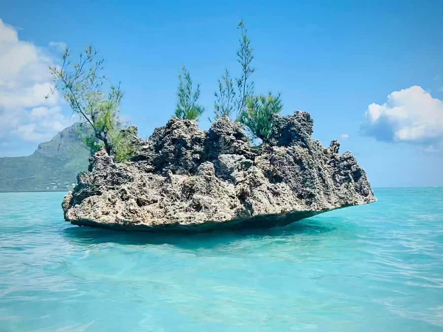 Full Day Dolphins Watching Ile aux Benitiers & Crystal Rock - Key points to know before you book