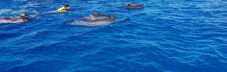 Full Day Dolphins Watching Ile aux Benitiers & Crystal Rock - An early start at La Preneuse Beach