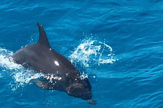 Full-Day Experience with Dolphins and Snorkeling in Red Sea - Dolphin House and the Red Sea’s open-water appeal