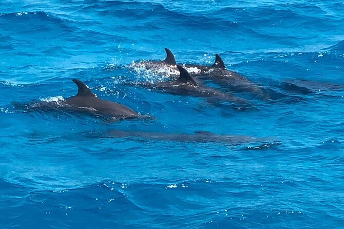 Full-Day Experience with Dolphins and Snorkeling in Red Sea - Searching for dolphins in their natural habitat