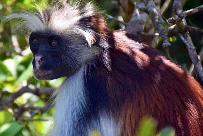 Full-Day Guided private Dolphins tour+ Monkeys + Stone town &spice Farm Zanzibar - What the $130 price really covers