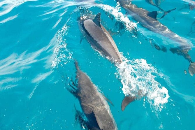Full day Shared Speedboat Tour - South West Lagoon Dolphin Swim - A 6:30 am start for Mauritius’ southwest coast