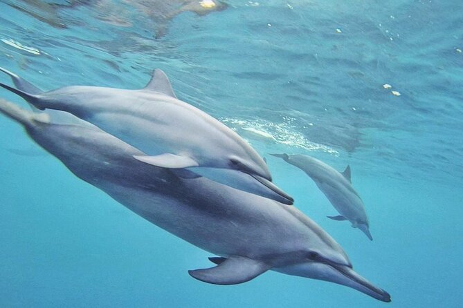 Full day Shared Speedboat Tour - South West Lagoon Dolphin Swim - The biggest concern: pickup and communication