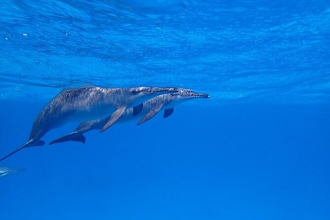 Full Day Snorkeling in Hurghada Dolphin House - What the $45 price really covers