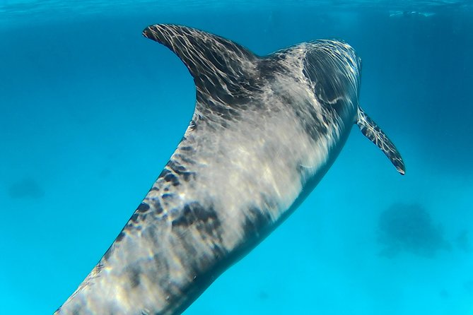 Full-Day Snorkeling with Dolphins in Hurghada with Lunch - Setting out from Hurghada for an open-sea day