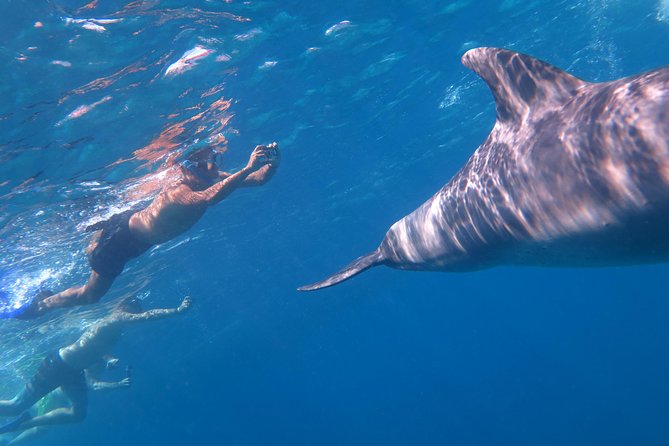 Full-Day Snorkeling with Dolphins in Hurghada with Lunch - Children, swimming ability, and who should book
