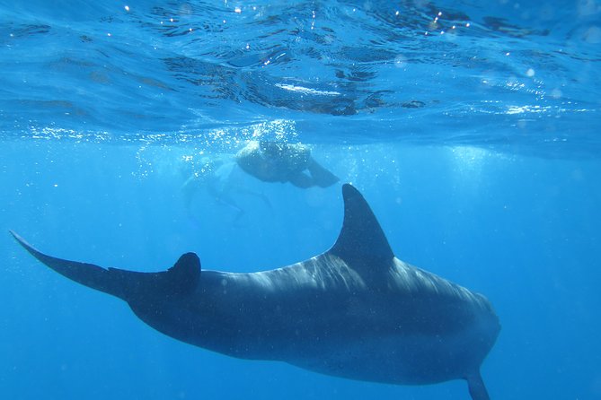 Full-Day Snorkeling with Dolphins in Hurghada with Lunch - Two snorkeling areas, with coral and fish as the reliable attraction