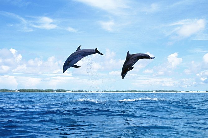 Full-Day Swimming with Dolphins and Casela Nature Park Tour in Mauritius - Hotel pickup and the early start
