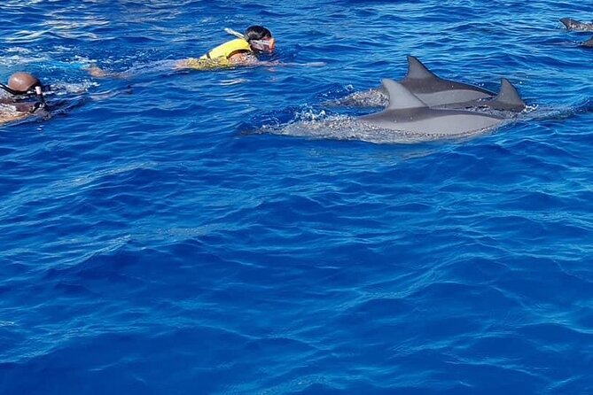 Full-Day Swimming with Dolphins and Casela Nature Park Tour in Mauritius - The open-water dolphin outing at La Preneuse Beach