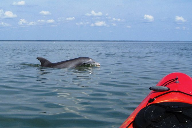 Fully Guided Kayaking Backwater Manatee and Dolphin Tour - Quiet water and wild animals near Cocoa Beach