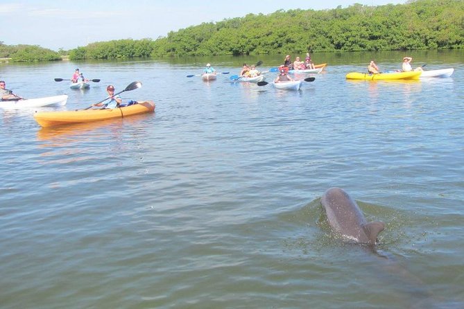 Fully Guided Kayaking Backwater Manatee and Dolphin Tour - Booking, timing, and cancellation details