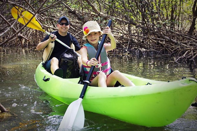 Fully Guided Kayaking Backwater Manatee and Dolphin Tour - The animals you may see along the way