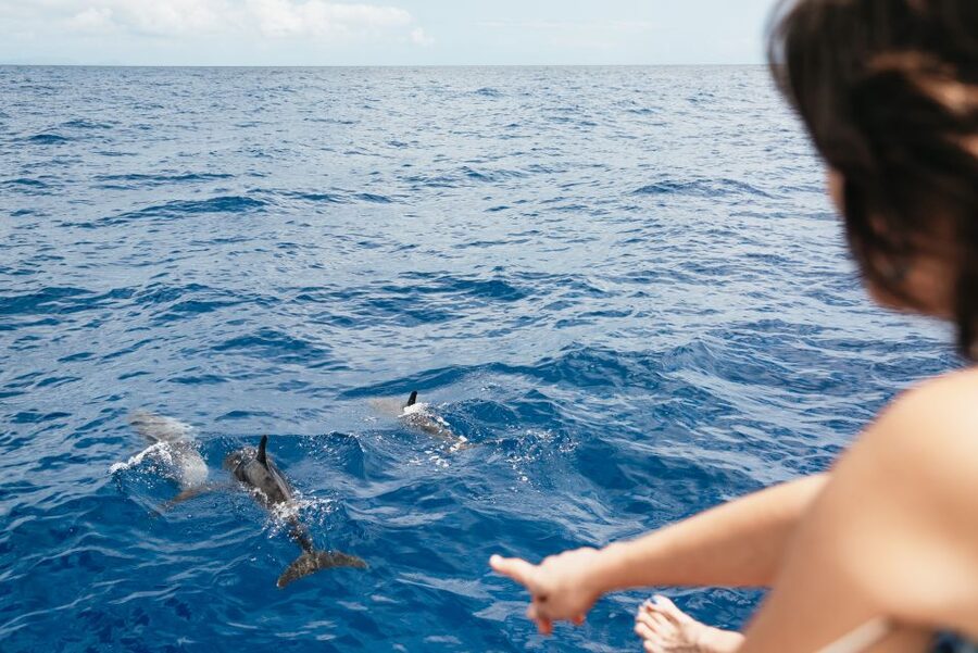 Funchal Bay: Dolphin & Whale Watch Luxury Catamaran Cruise - Cabo Girão: a swim beneath Madeira’s great cliff