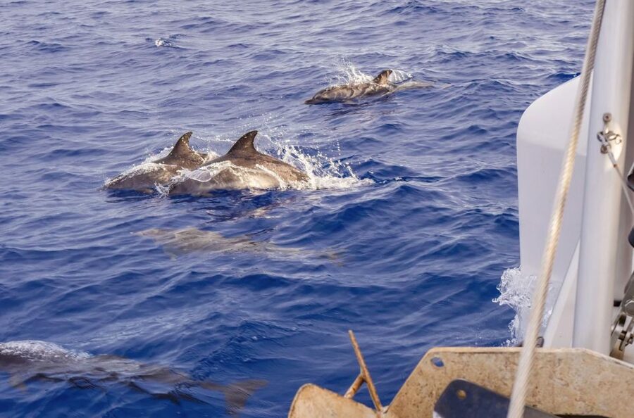 Funchal Bay: Dolphin & Whale Watch Luxury Catamaran Cruise - The coastal return to Funchal