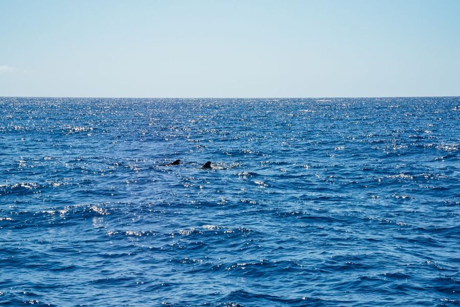 Funchal: Dolphin and Whale Watching by Luxury Catamaran - The sail to Cabo Girão and its 580-meter cliff