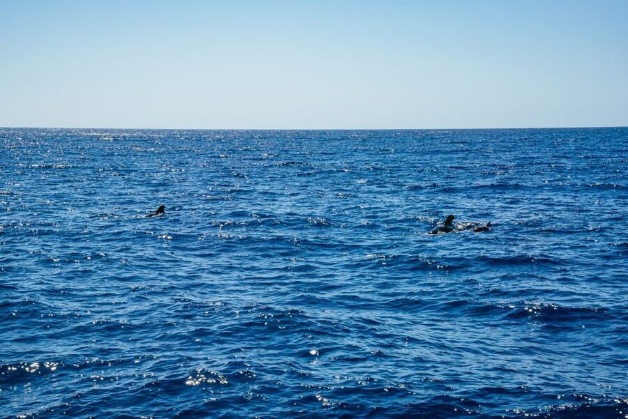 Funchal: Dolphin and Whale Watching by Luxury Catamaran - What the $47 price really buys you