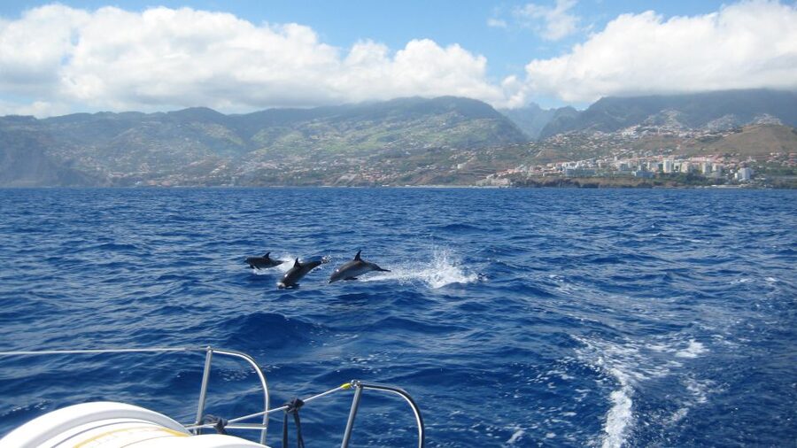 Funchal: Dolphin and Whale Watching Catamaran Cruise - What this Funchal catamaran trip is really about