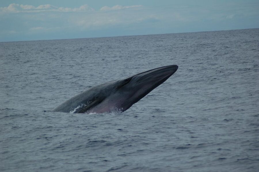 Funchal: Dolphin and Whale Watching Catamaran Cruise - Cabo Girão from the water