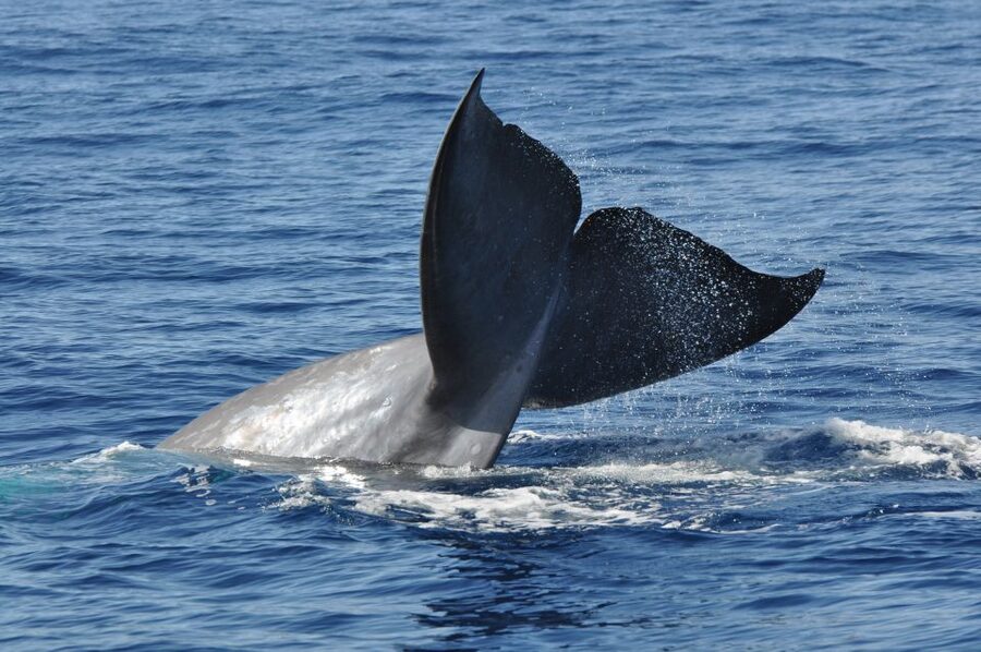Funchal: Dolphin and Whale Watching Catamaran Cruise - The crew makes a difference