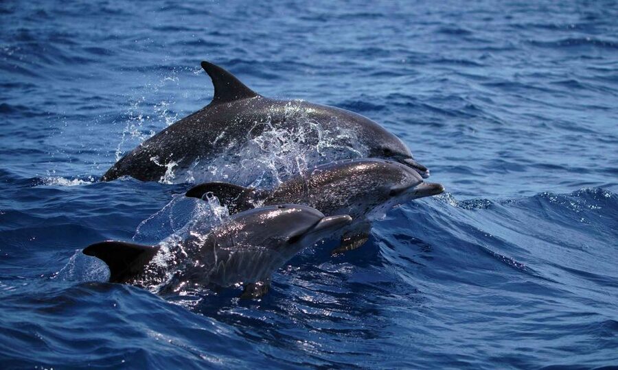 Funchal: Dolphin and Whale Watching Cruise - From Magic Dolphin kiosk to open Atlantic