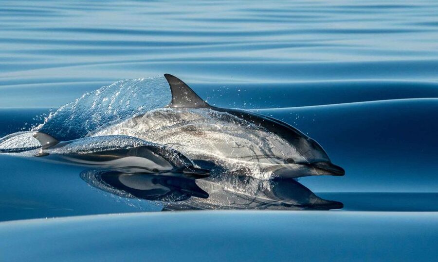 Funchal: Dolphin and Whale Watching Cruise - What the two-hour itinerary feels like