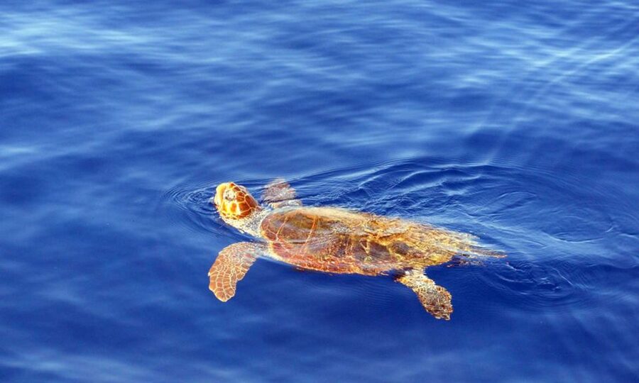 Funchal: Dolphin and Whale Watching Cruise - Dolphins, whales, turtles, and birds