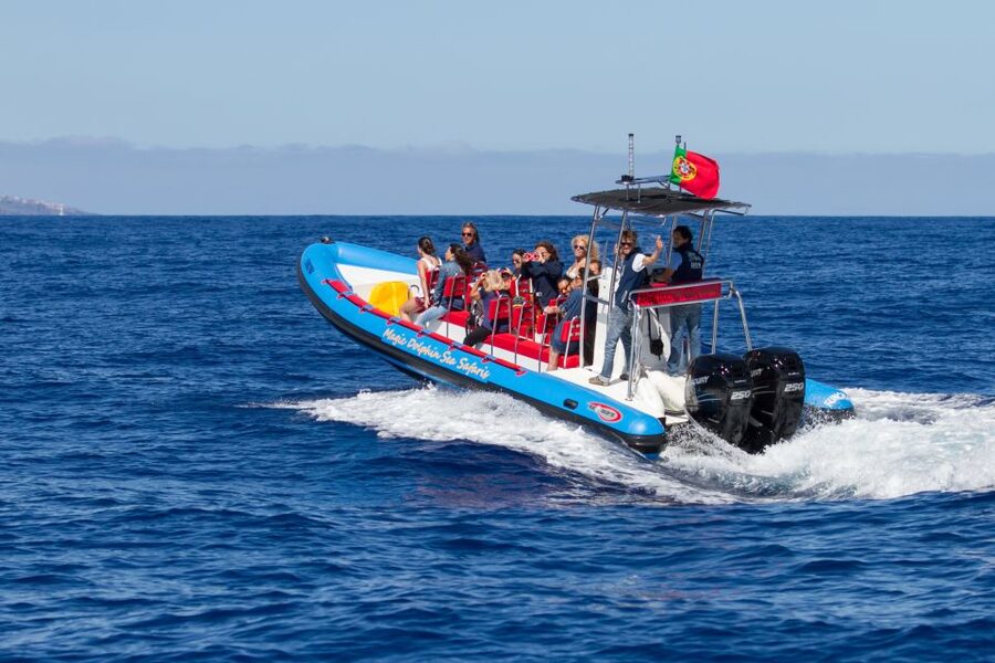 Funchal: Dolphin and Whale Watching Cruise - Comfort, spray, and seasickness