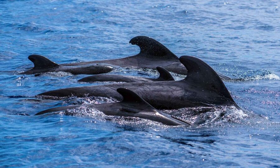 Funchal: Dolphin and Whale Watching Cruise - Is $58 good value?