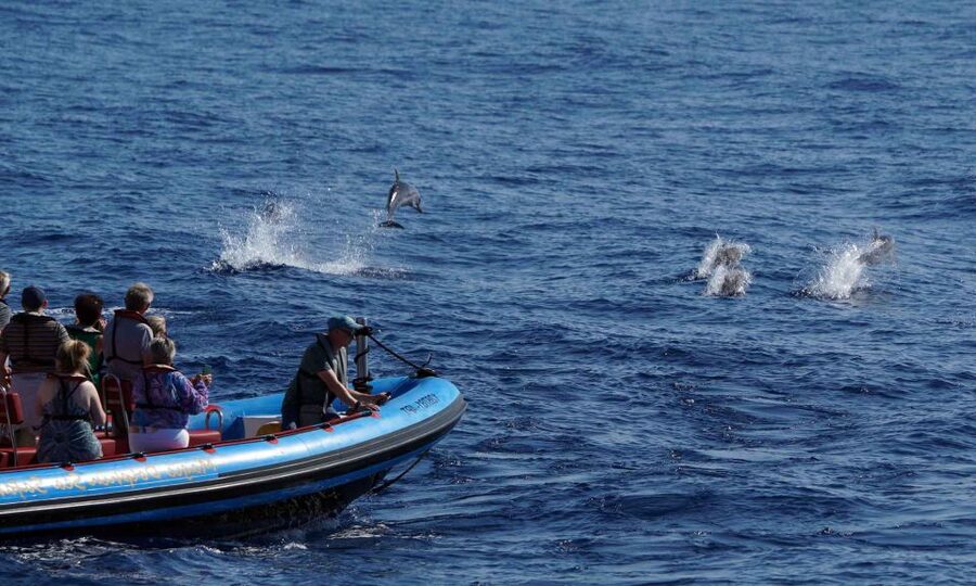 Funchal: Dolphin and Whale Watching Cruise - How to plan your morning or afternoon