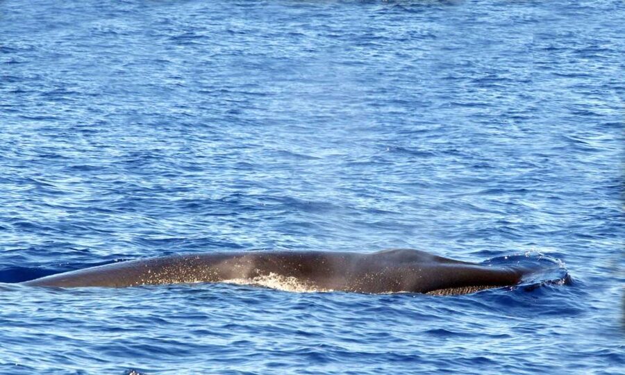 Funchal: Dolphin and Whale Watching Cruise - Who should book this speedboat trip?