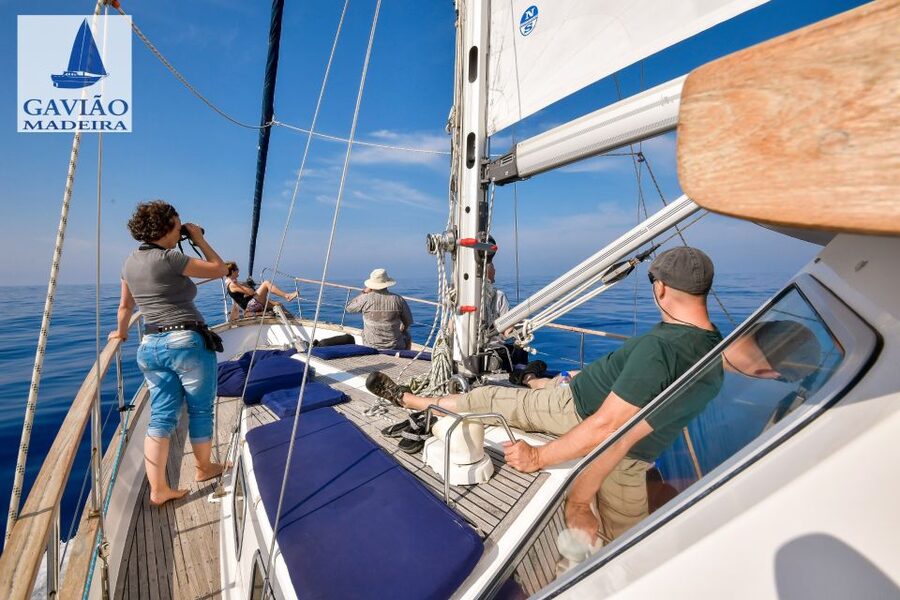 Funchal: Dolphin and Whale Watching Sailing Trip - What the yacht experience is really like