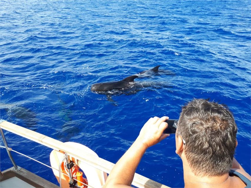 Funchal: Dolphin and Whale Watching Sailing Trip - Is $47 good value?