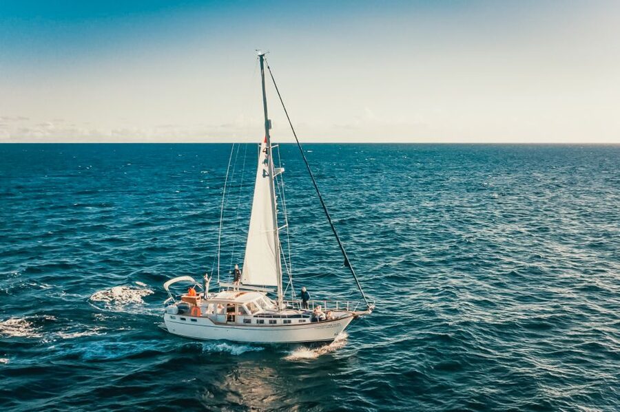 Funchal: Dolphin and Whale Watching Sailing Trip - Who should book this Madeira boat trip?