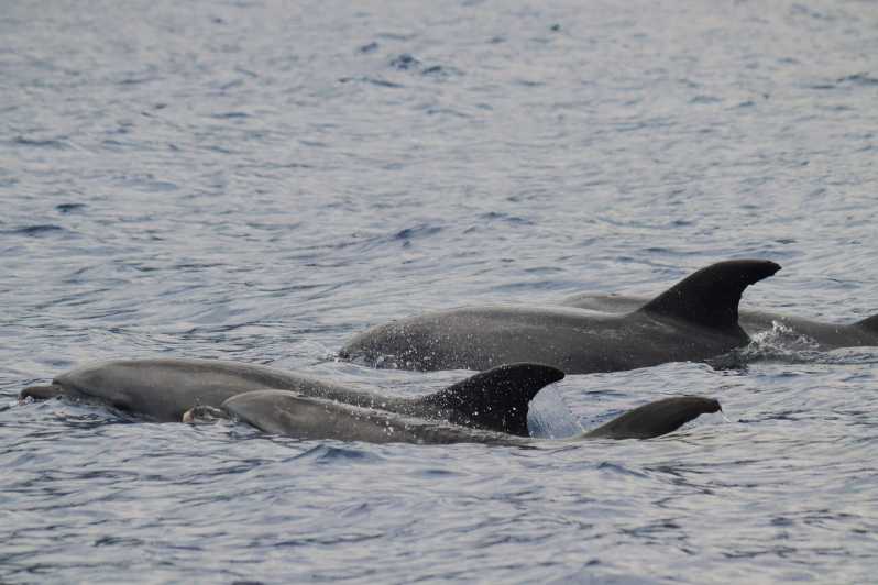 Funchal: Guarantee Wild Dolphin&Whale Watching by RIB - Key points at a glance