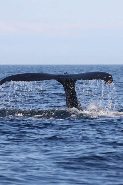 Funchal: Guarantee Wild Dolphin&Whale Watching by RIB - Booking details worth knowing