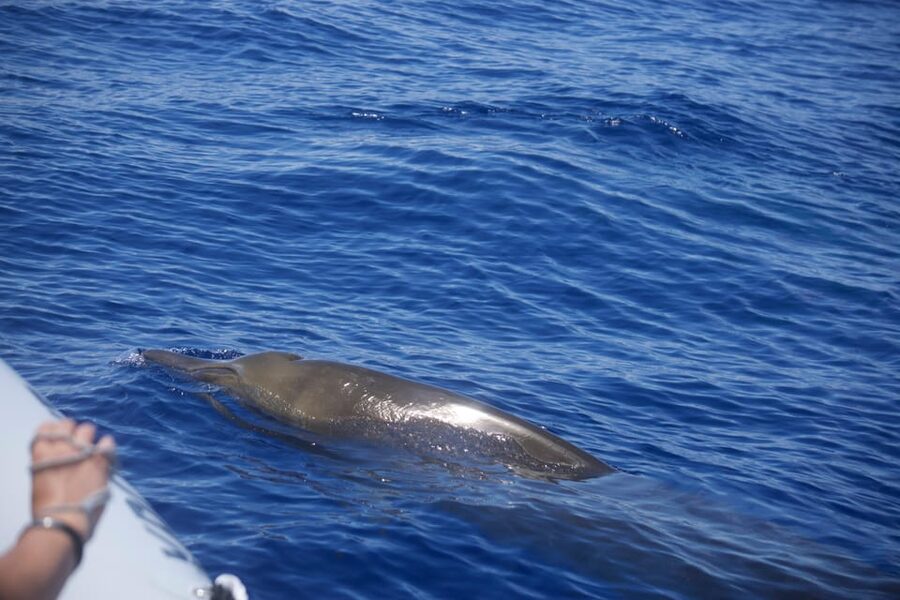 Funchal: Guarantee Wild Dolphin&Whale Watching by RIB - What the RIB experience feels like from Funchal