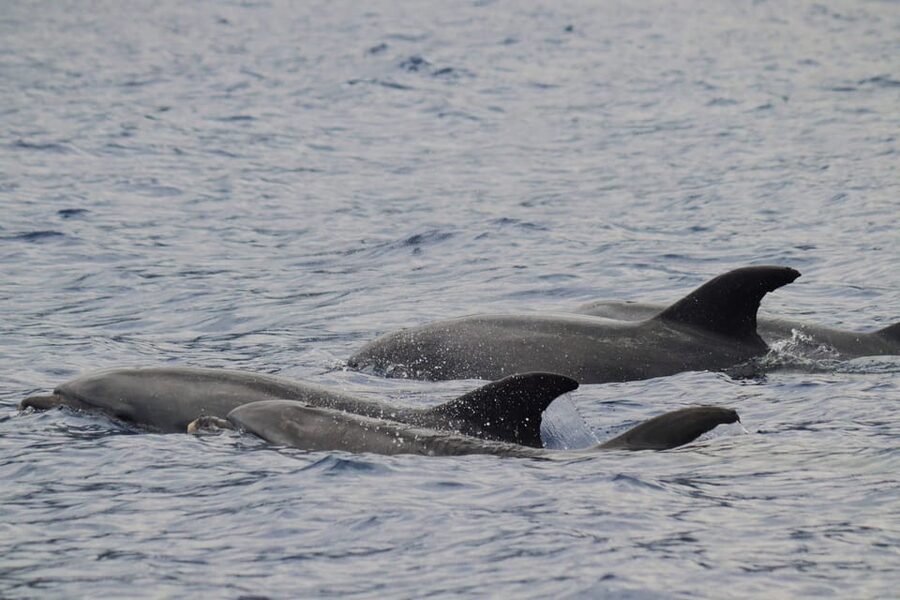 Funchal: Guarantee Wild Dolphin&Whale Watching by RIB - Madeira’s coastline and the Cabo Girao view