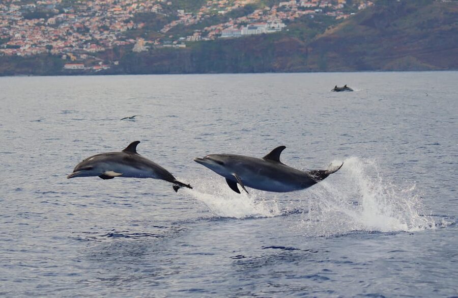 Funchal: Guarantee Wild Dolphin&Whale Watching by RIB - The optional swim with dolphins