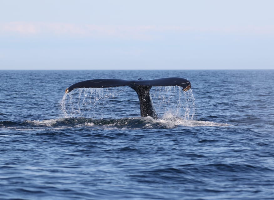 Funchal: Guarantee Wild Dolphin&Whale Watching by RIB - Is $70 a fair price?