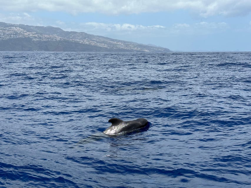Funchal: Guarantee Wild Dolphin&Whale Watching by RIB - What the guides add to the outing