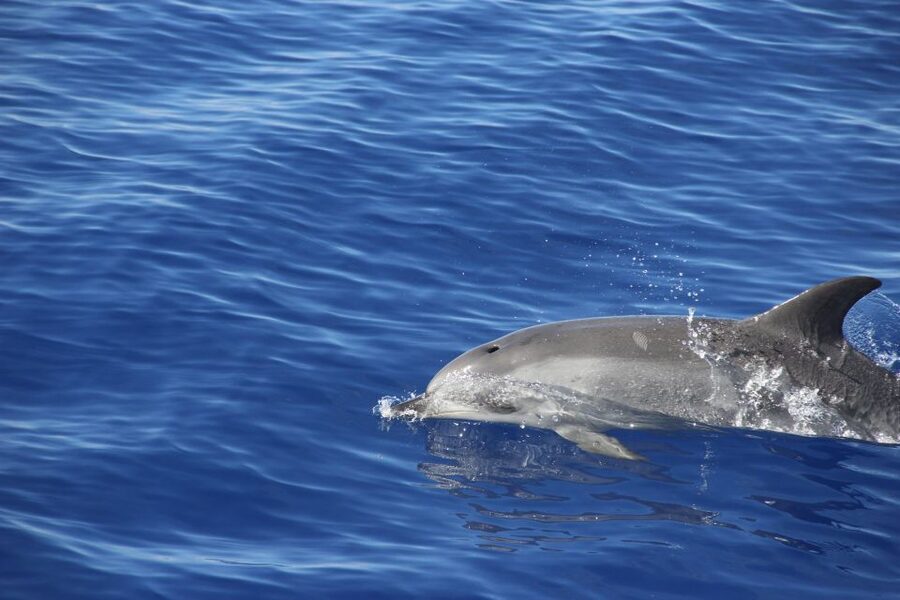 Funchal:Hop-on Hop-off Bus & Whale & Dolphin boat Excursion - Câmara de Lobos and the western coast