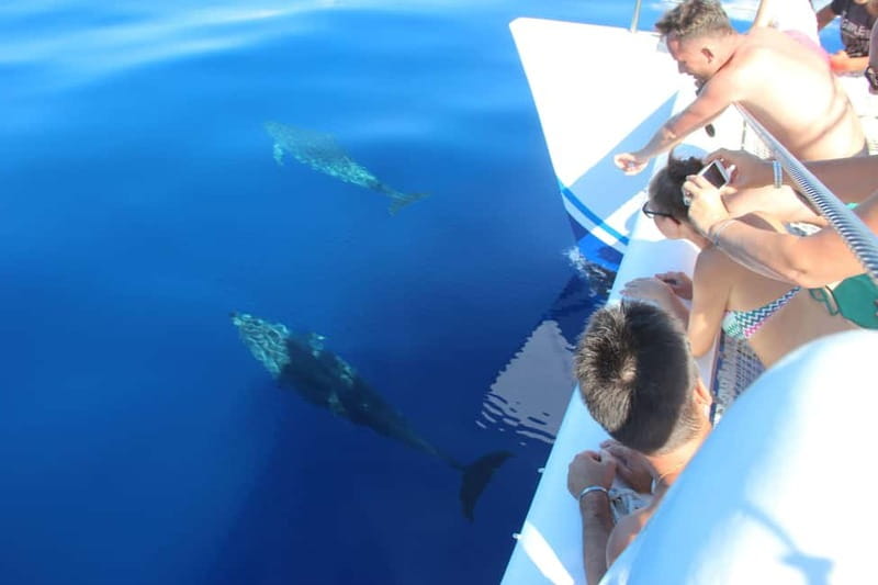 Funchal:Hop-on Hop-off Bus & Whale & Dolphin boat Excursion - How to use the 48-hour ticket well