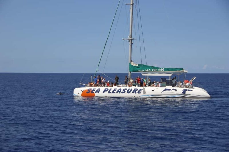Funchal:Hop-on Hop-off Bus & Whale & Dolphin boat Excursion - The catamaran from VMT City Pier