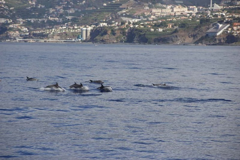 Funchal:Hop-on Hop-off Bus & Whale & Dolphin boat Excursion - The free tasting and embroidery visit
