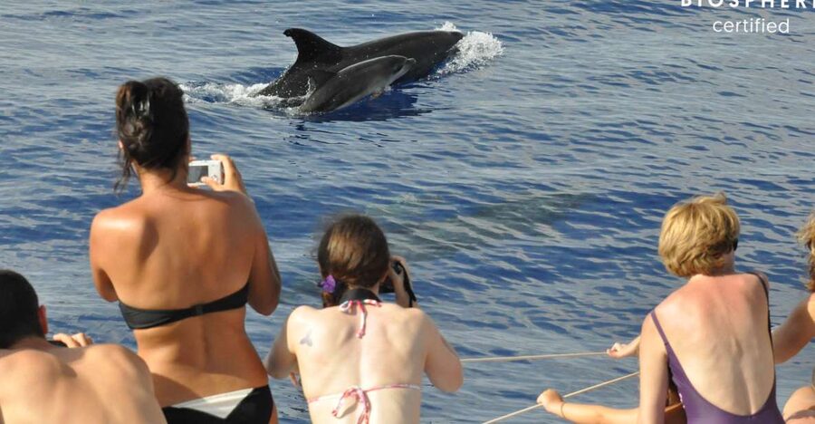 Funchal: Pico Arieiro, Cristo Rei and Dolphins Watching - One day, two very different Madeiras