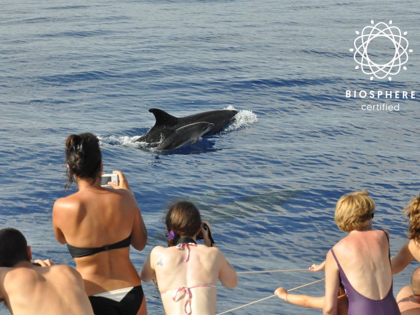 Funchal: Pico Arieiro, Cristo Rei and Dolphins Watching - Who should book this Madeira combination tour?