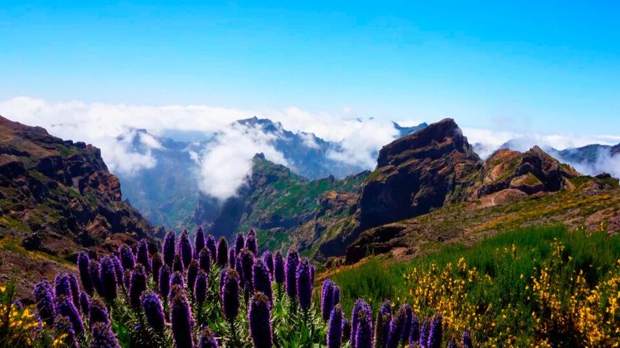 Funchal: Pico Arieiro, Cristo Rei and Dolphins Watching - What the $104 price really covers